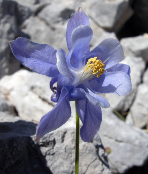 Aquilegia magellensis /  Aquilegia magellense